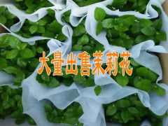 大量出售茉莉花/三角梅小苗%三角梅小苗批發(fā)圖3