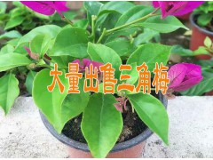 供應(yīng)三角梅信息#云南哪里有角梅銷售*產(chǎn)地三角梅小苗批發(fā)圖2