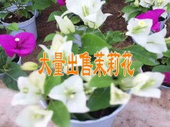 供應(yīng)三角梅信息#云南哪里有角梅銷售*產(chǎn)地三角梅小苗批發(fā)圖3