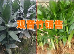 重慶觀音竹批發(fā)市場(chǎng)分析|觀音竹種植基地直銷信息圖2