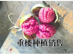 滇重樓種植適合施什么肥?重樓種植6月用牛羊廄糞或土雜肥圖2