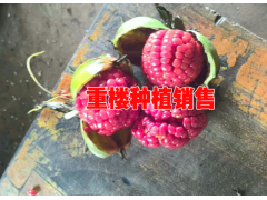 滇重樓種植適合施什么肥?重樓種植6月用牛羊廄糞或土雜肥圖3