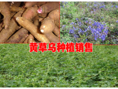 重樓種植什么時(shí)候長勢(shì)快#優(yōu)質(zhì)重樓種植苗銷售圖2