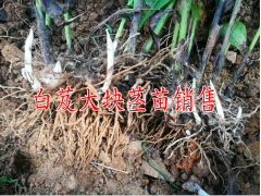 云南哪里白芨種苗價(jià)格低？云南三農(nóng)白芨網(wǎng)圖3