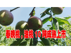 云南紅河油桃#云南德宏油桃#富寧油桃#蒙自油桃什么價圖2