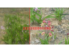 #白芨價格的種植行情&楊先生 13987819680圖2