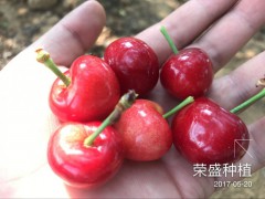 貴州哪里有大櫻桃苗圖2