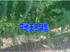 大理哪里有天門冬銷售%天冬種植戶批發(fā)價(jià)格圖3