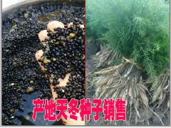 云南天大冬主產(chǎn)地在哪?天冬藥材種植前景如何?圖1