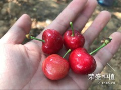 大櫻桃成功在昭通種植圖2