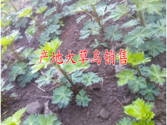 貴州中藥材有哪些大草烏多少一斤%圖1