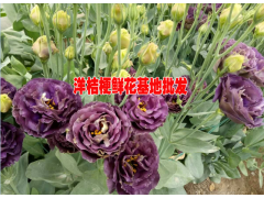 洋桔梗大棚帶花苗一畝地要多少成本？圖3