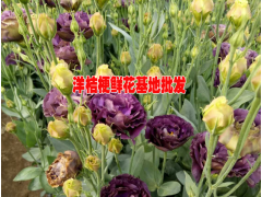 云南紫色洋桔梗多少錢一朵#多少一扎洋桔梗@洋桔梗今日價(jià)格圖1