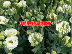 云南紫色洋桔梗多少錢一朵#多少一扎洋桔梗@洋桔梗今日價(jià)格圖2