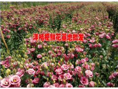 云南洋桔梗批發(fā)市場報價#洋桔梗廠家#云南洋桔梗哪家公司的好圖3