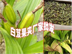 白芨夾價(jià)格%白芨夾是多少錢一斤圖2