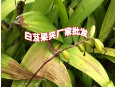 白芨種苗價(jià)&白芨全國價(jià)圖3