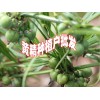 產(chǎn)地重樓種苗批發(fā)廠家#重樓栽培技術(shù)#重樓種植技術(shù)@#重樓圖片