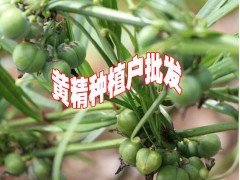 產(chǎn)地重樓種苗批發(fā)廠家#重樓栽培技術(shù)#重樓種植技術(shù)@#重樓圖片圖2