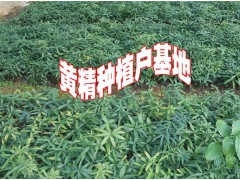 產(chǎn)地重樓種苗批發(fā)廠家#重樓栽培技術(shù)#重樓種植技術(shù)@#重樓圖片圖3