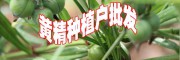 @黃精價格&黃精價格多少錢一斤