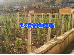 天冬幾年能豐產(chǎn)&天門冬好種植嗎?天冬種植海拔要求在多少米圖2