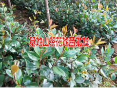 |云南丹桂樹苗|云南龍桂多少錢一株|茶花、桂花、八月桂、馬櫻花圖2