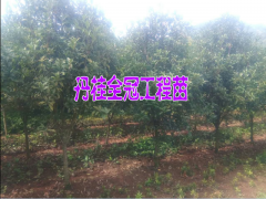 供應山茶花樹苗#2017山茶花樹苗多少一株？圖3