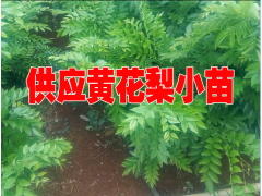 黃花梨權(quán)威鑒定#黃花梨樹苗哪里有賣@黃花梨怎樣種植圖2