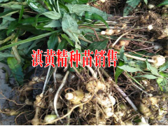 |鎮(zhèn)沅黃精種植基地種苗銷售|今日重樓苗多少錢一斤[2-5元每株]圖3