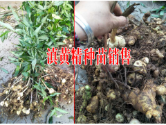 云南普洱黃精一畝需要多少苗子|鎮(zhèn)沅黃精種植基地種苗銷售|圖2