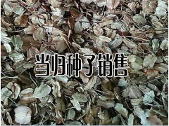 云南當歸種苗(籽)批發(fā)_當歸幾月份種植比較適合-當歸種植戶圖2