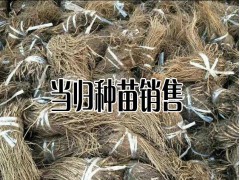 云南當歸種苗(籽)批發(fā)_當歸幾月份種植比較適合-當歸種植戶圖3