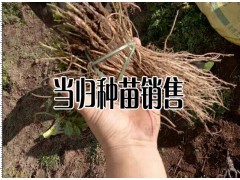 哪些地方適合種植當(dāng)歸-當(dāng)歸產(chǎn)地分布區(qū)域圖3