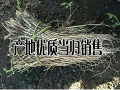 陜西/甘肅/湖北當歸批發(fā)種苗%今日當歸種苗銷售批發(fā)多少一斤圖1