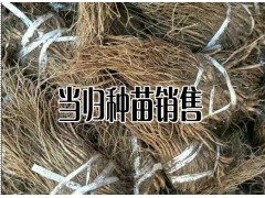 哪里的當歸品質(zhì)比較好—產(chǎn)地當歸種苗批發(fā)銷售圖3