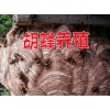 云南胡蜂養(yǎng)殖培訓(xùn)#云南宣威胡蜂移巢技術(shù)