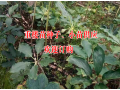 會(huì)澤重樓種子供求購信息#云南重樓種苗哪家好-圖2