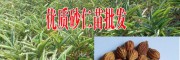 云南砂仁種植戶(hù)