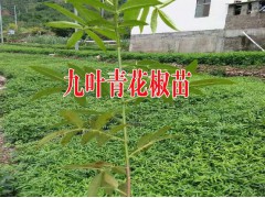 祿豐苗木種植園產品供求信息圖3