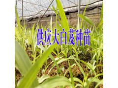 優(yōu)質(zhì)白芨苗圖片&2017三叉白芨苗價格&紫花三叉白芨苗價格圖2