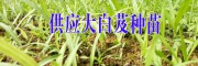 白芨小苗-四川中藥材農(nóng)民專業(yè)合作社