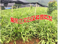 白芨苗價(jià)格是多少?云南省紫花三叉白及種苗怎么樣?圖3