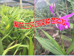 2017.6月白芨種苗價格是多少?白芨苗批發(fā)價格1.6元一株圖1