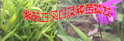 保山附近白芨小苗供應廠家