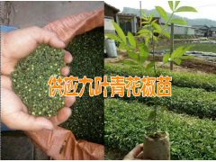 云南德宏/麗江九葉青花椒苗樹苗#九葉青花椒種植技術(shù)圖2