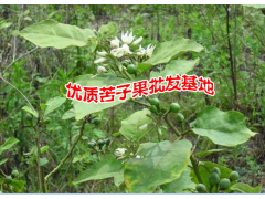 苦子果又叫苦茄- 廣南縣壩美那力苦子果種植基地供應(yīng)圖2