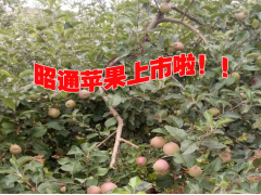 云南昭通蘋果種植中心#昭通蘋果公司圖1