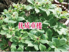 云南重樓種植基地價格#云南重樓種植基地價格#圖3