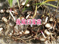 云南三叉白芨種苗價(jià)格@白芨種子多少錢一斤#云南白芨種植基地圖2